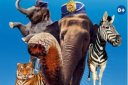 Итальянский цирк с программой "Слоны и тигры"
